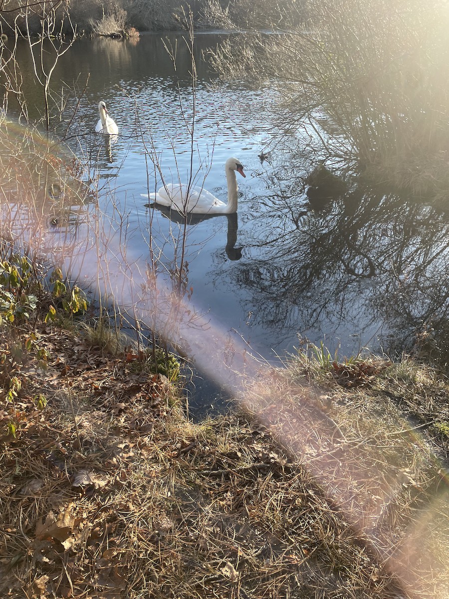 Cygne tuberculé - ML515256191