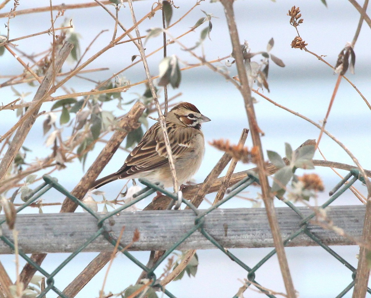 Lark Sparrow - Becky Harbison