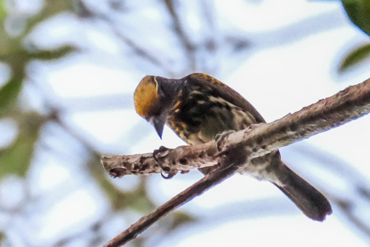 Gilded Barbet - ML515257651