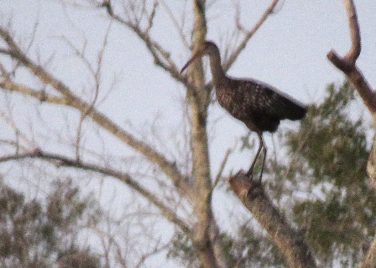 Limpkin - ML515259661
