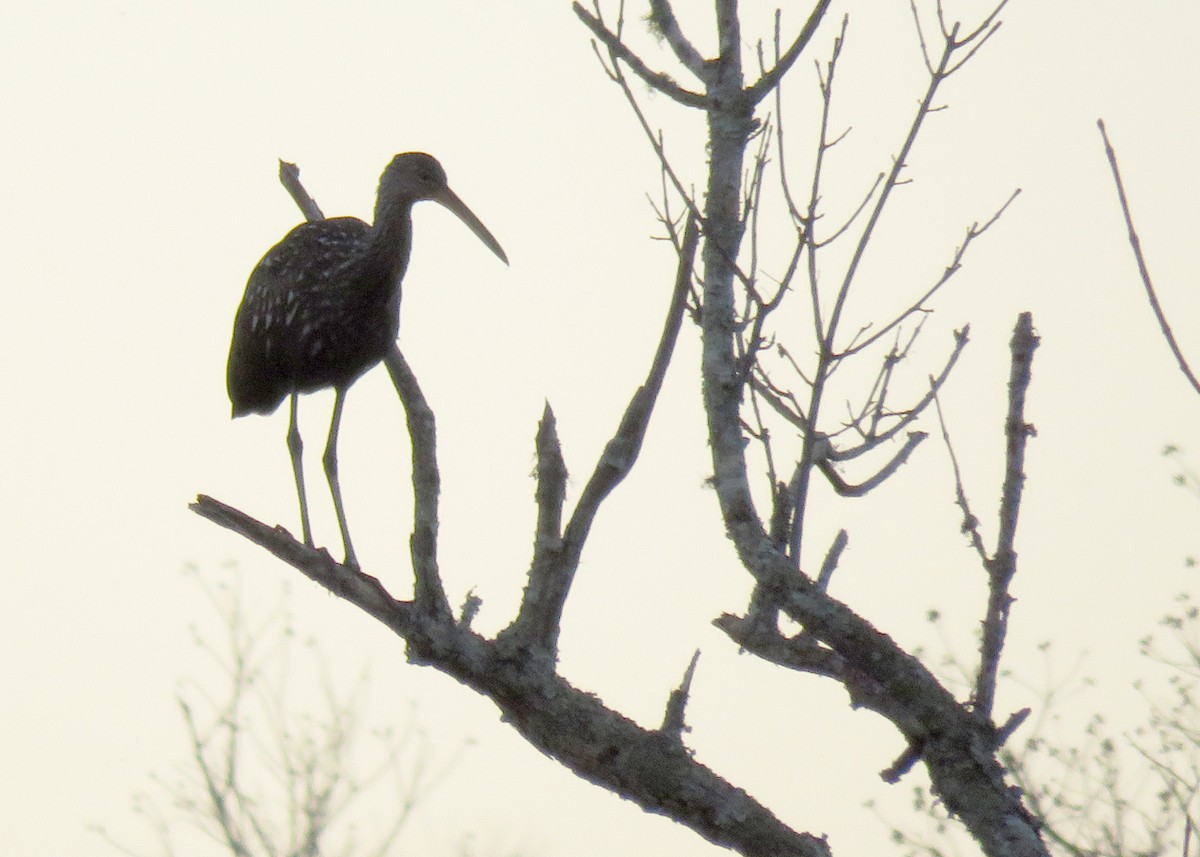 Limpkin - ML515259731