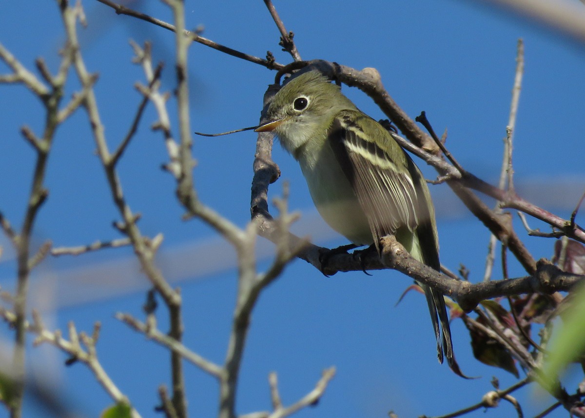 Least Flycatcher - ML515259811