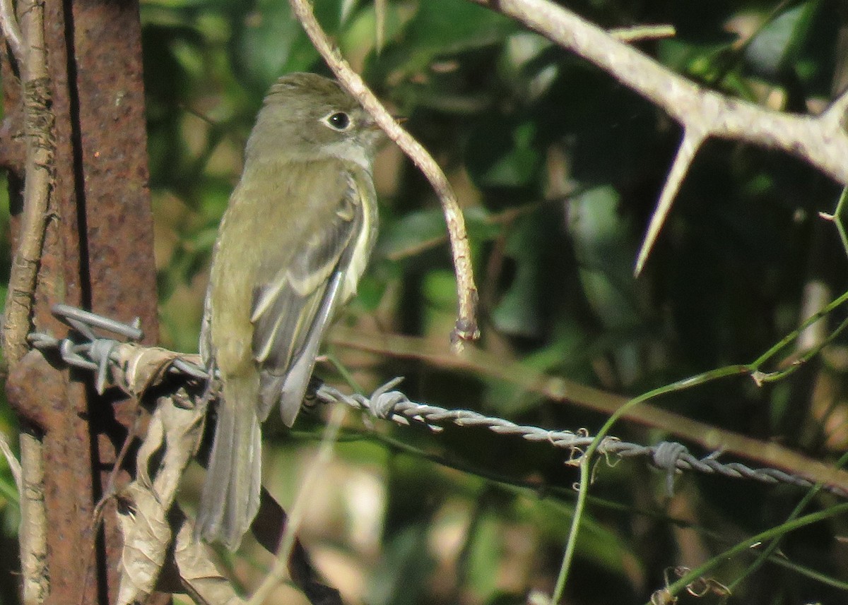 Least Flycatcher - ML515259821