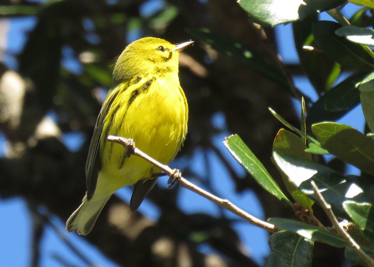 Prairie Warbler - ML515259901