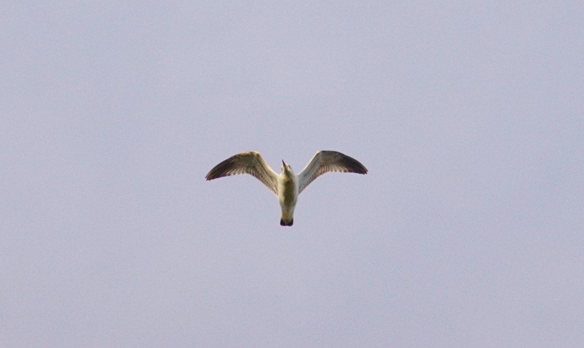 Common Gull - ML515264861
