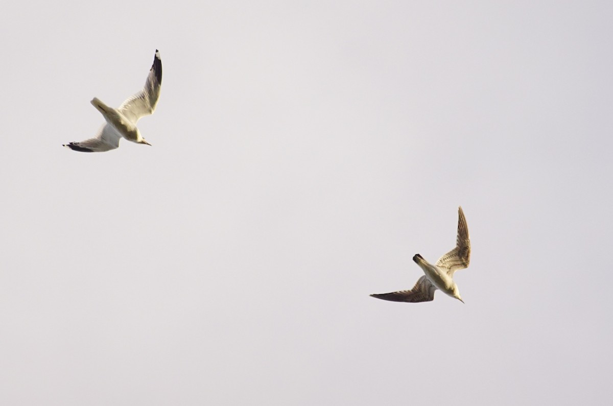 Common Gull - ML515264871