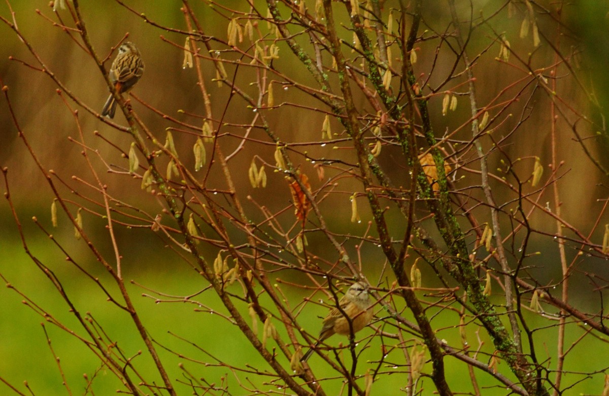 Rock Bunting - ML515265221
