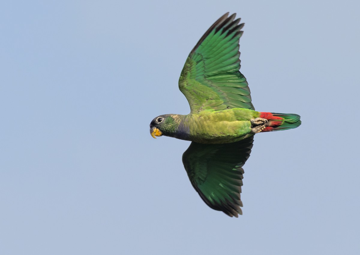 Scaly-headed Parrot - Lars Petersson | My World of Bird Photography