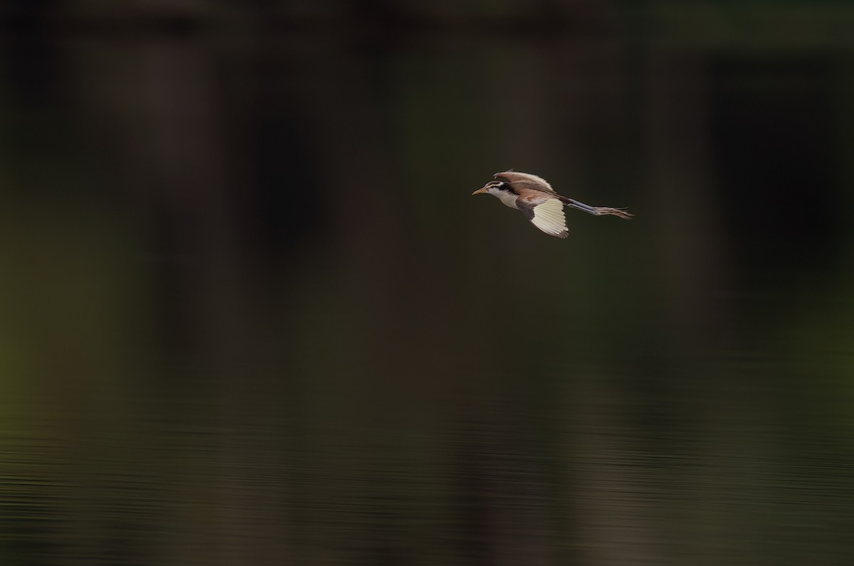 Wattled Jacana - ML515266291