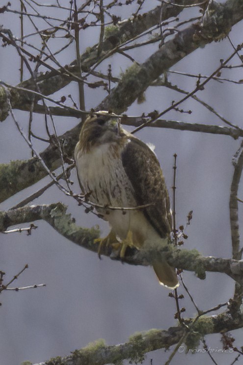 Red-tailed Hawk - ML515266741