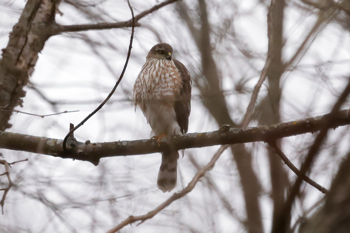 Sharp-shinned Hawk - ML515266811