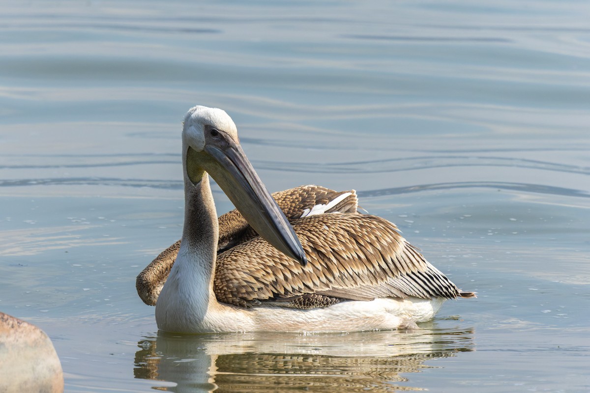 pelikán bílý - ML515268221