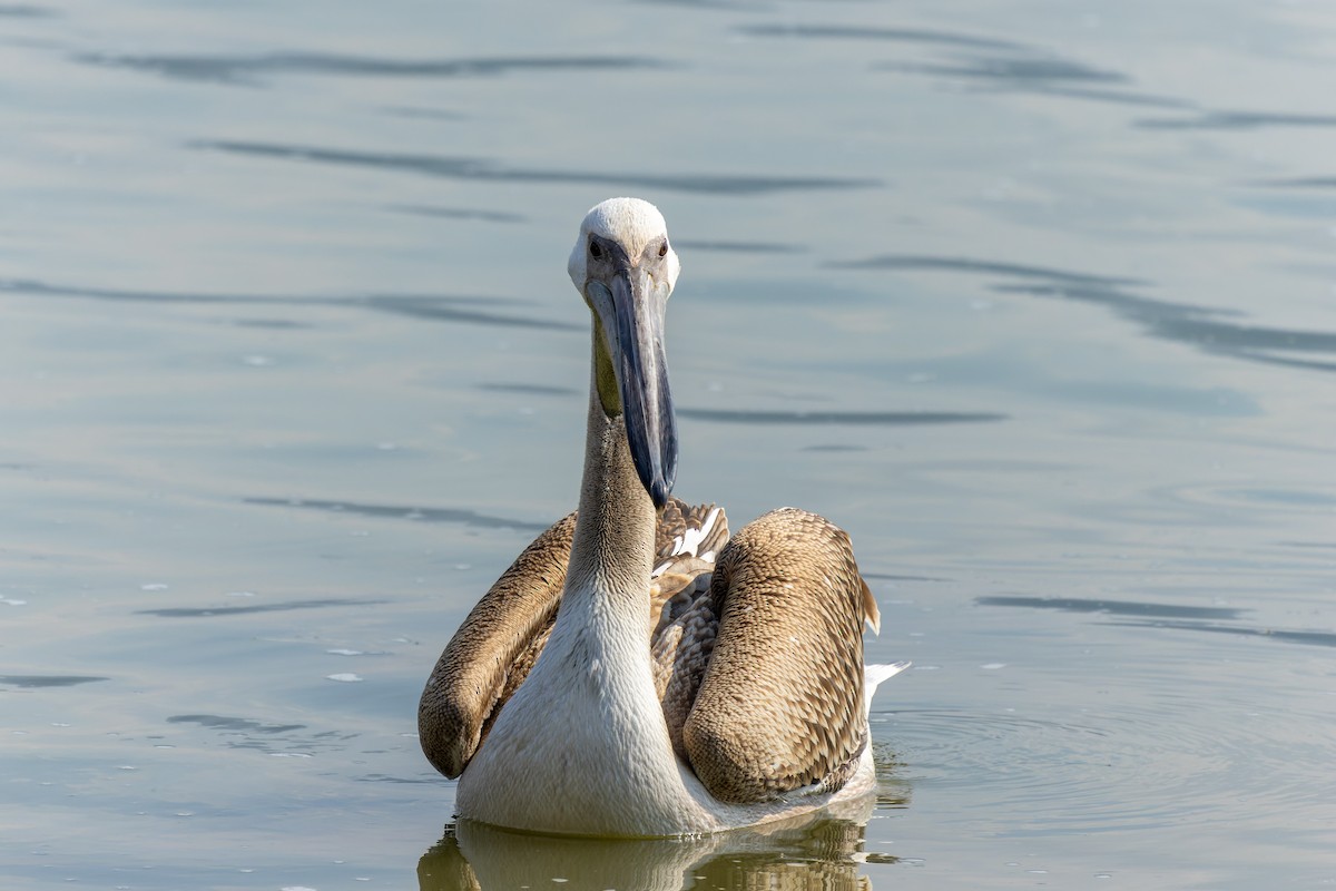 pelikán bílý - ML515268231