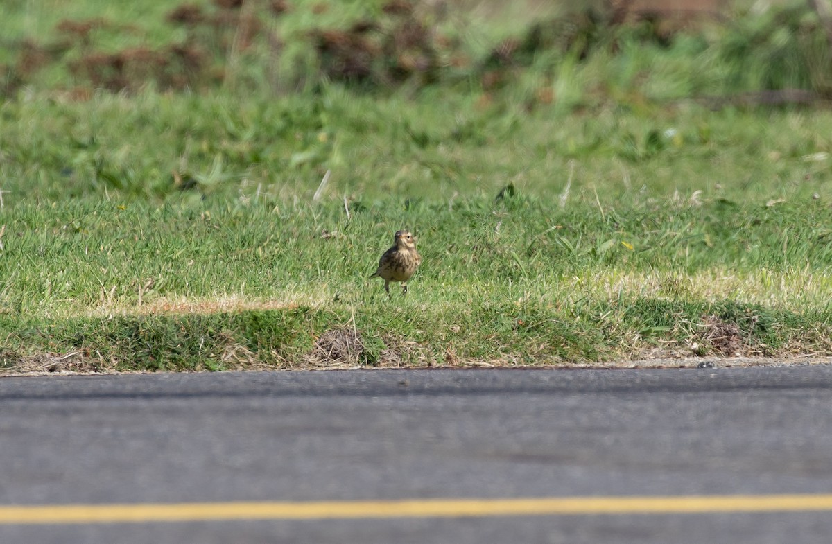 American Pipit (rubescens Group) - ML515268311