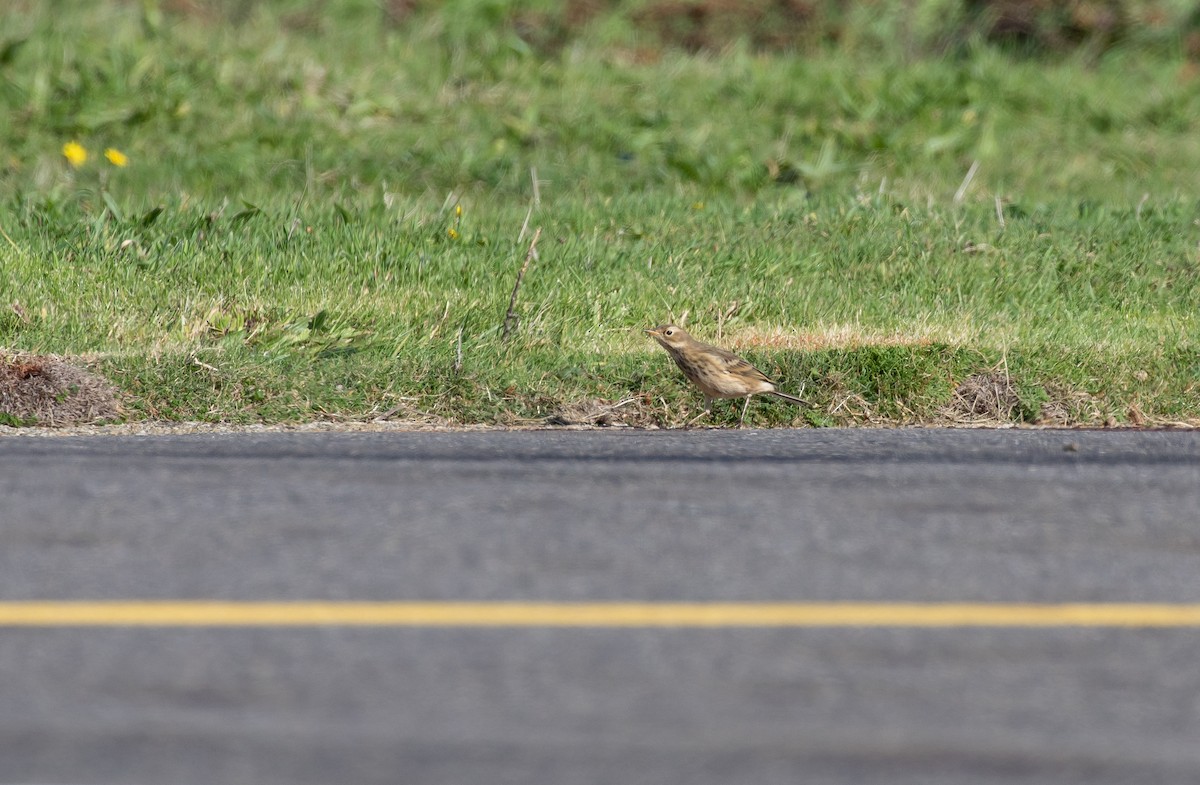 American Pipit (rubescens Group) - ML515268321