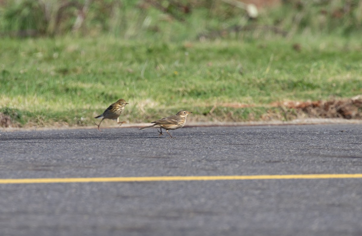 American Pipit (rubescens Group) - ML515268331