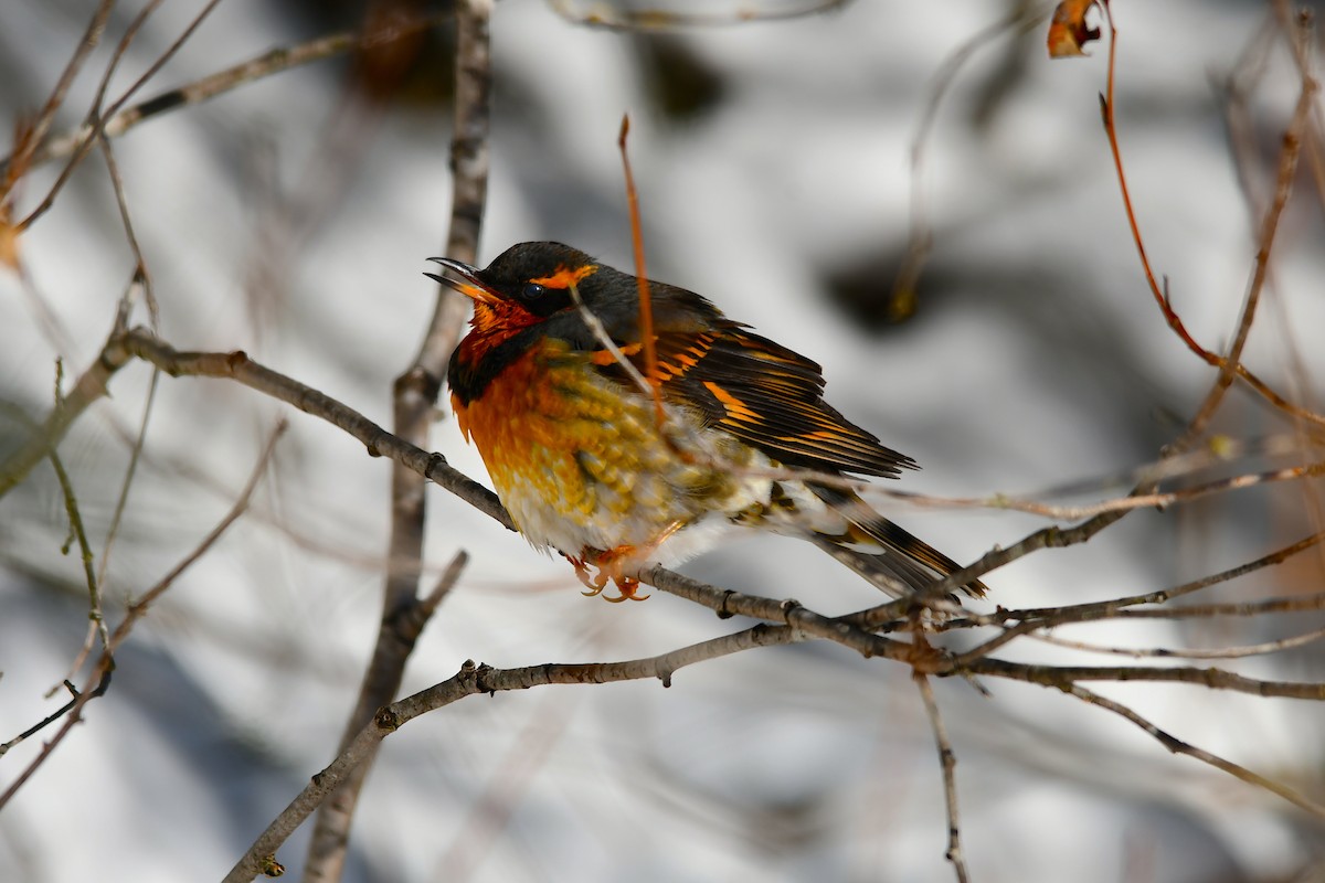 Varied Thrush - ML515269101