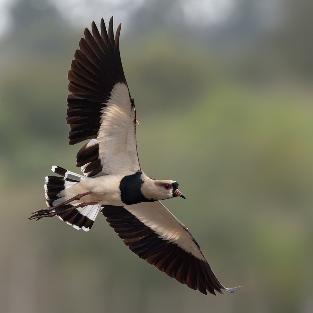 Southern Lapwing - ML515272531