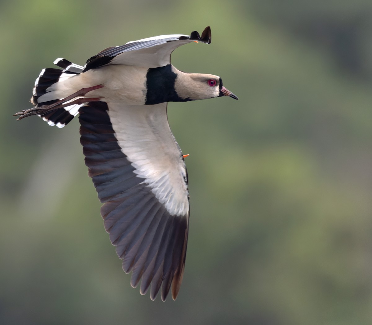 Southern Lapwing - ML515272541