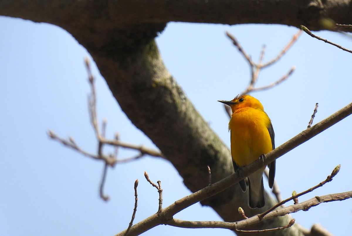 Prothonotary Warbler - ML515273161