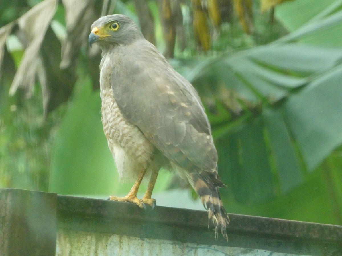 Roadside Hawk - ML515273241