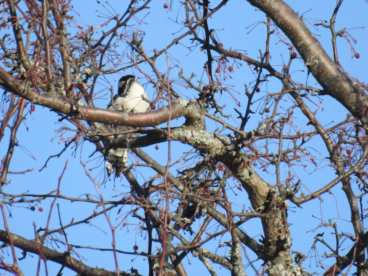 Downy Woodpecker - ML515275241