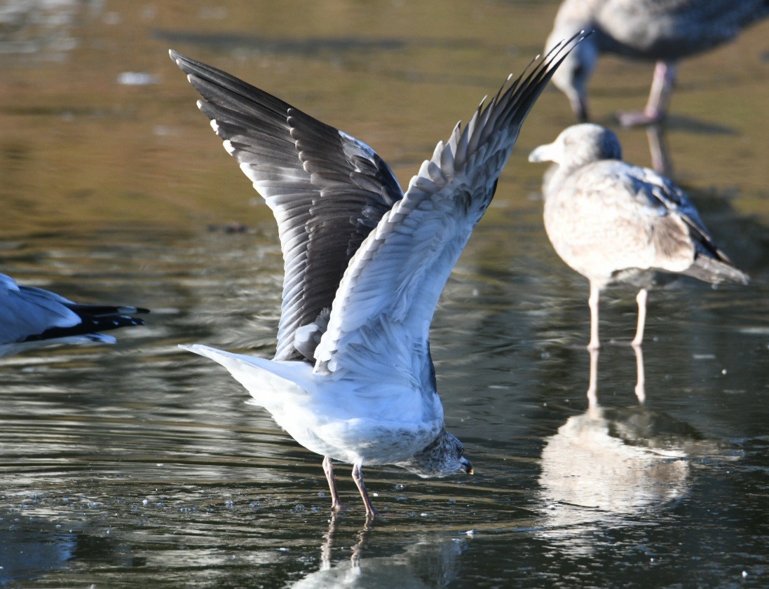 Lesser Black-backed Gull - ML515275601