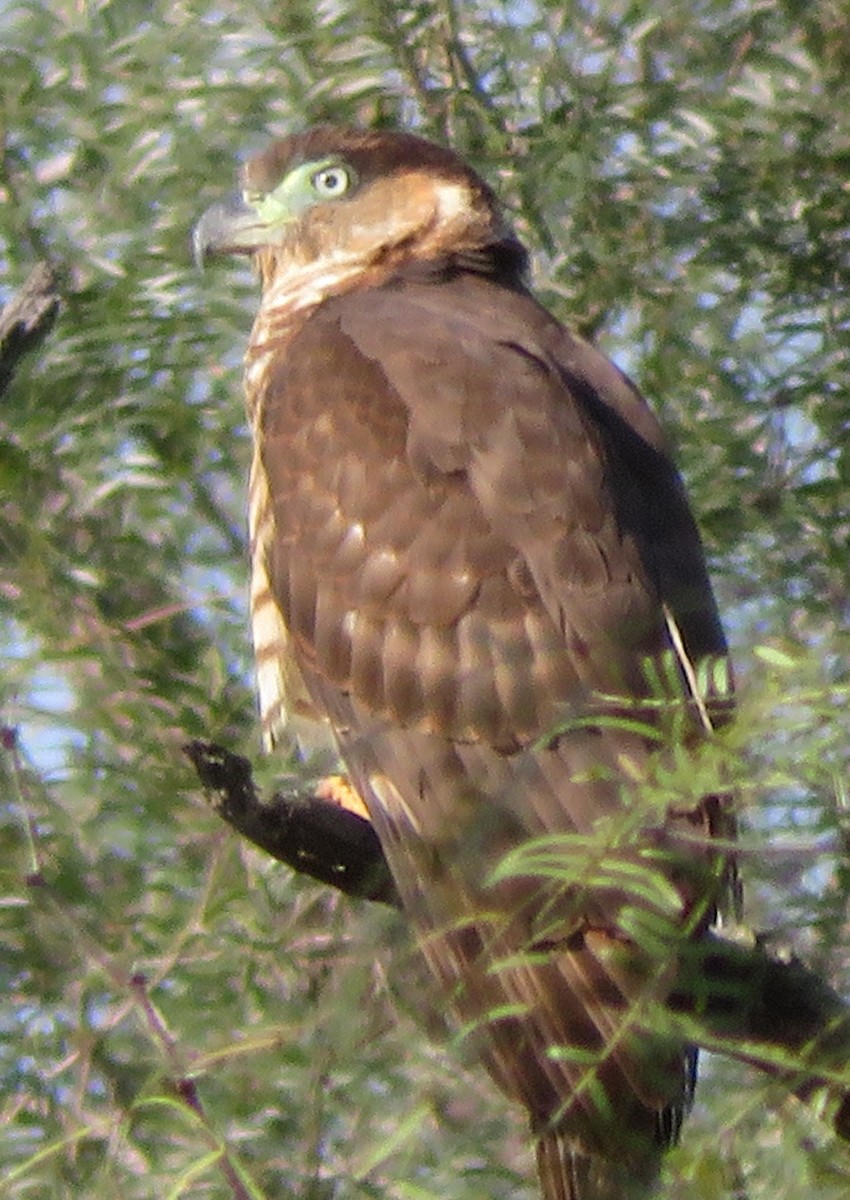 Hook-billed Kite - ML515276081