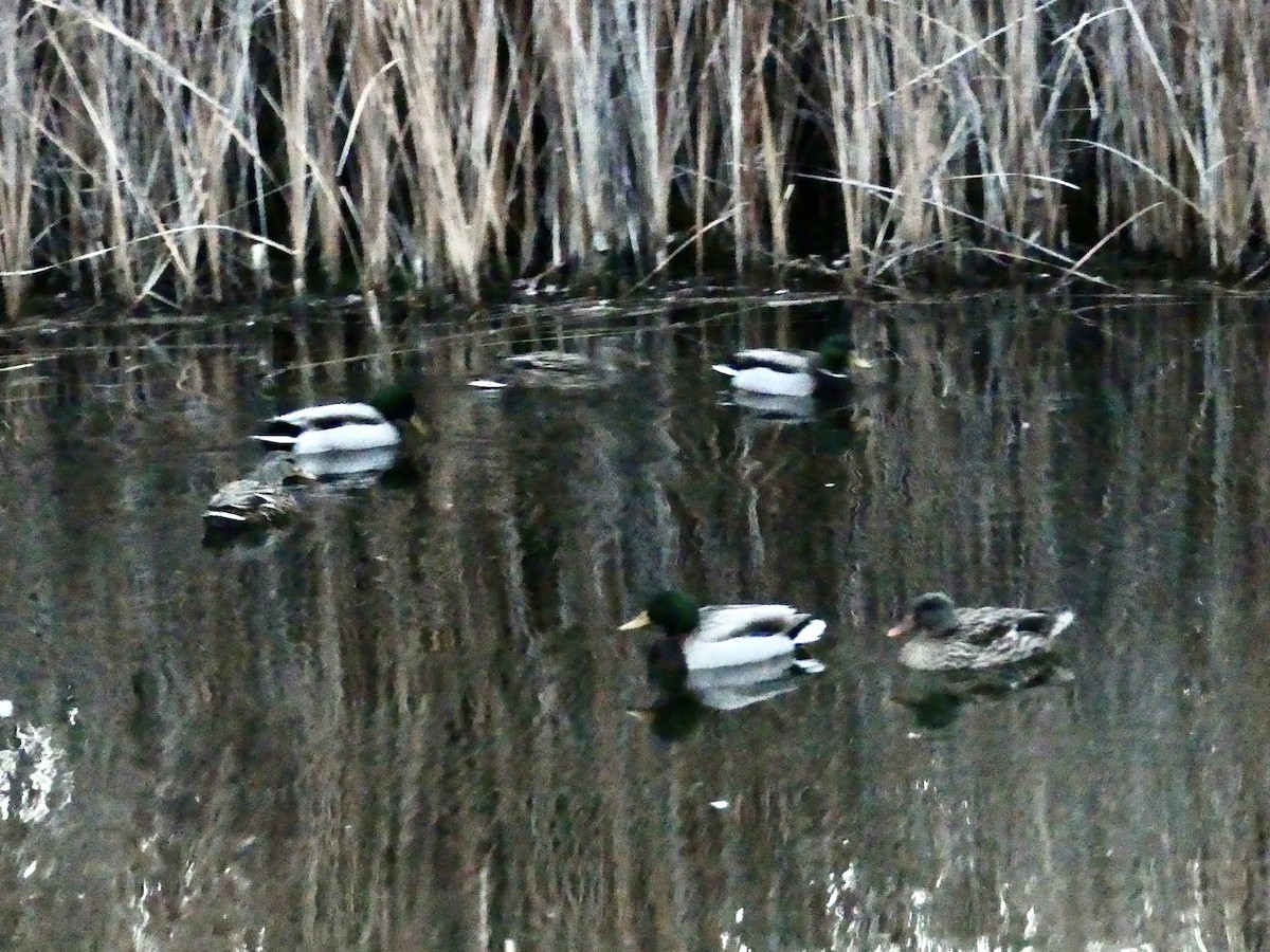 Canard colvert - ML515276171