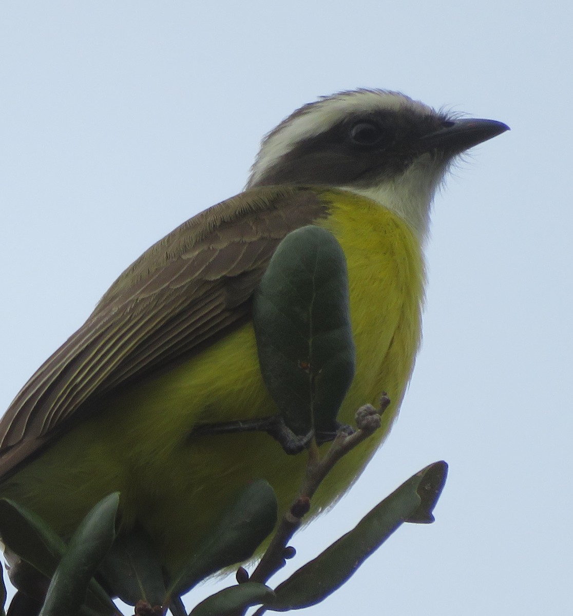 Social Flycatcher - ML515276531