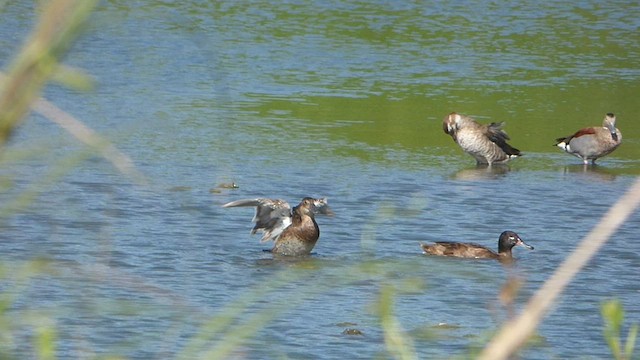 Black-headed Duck - ML515276551