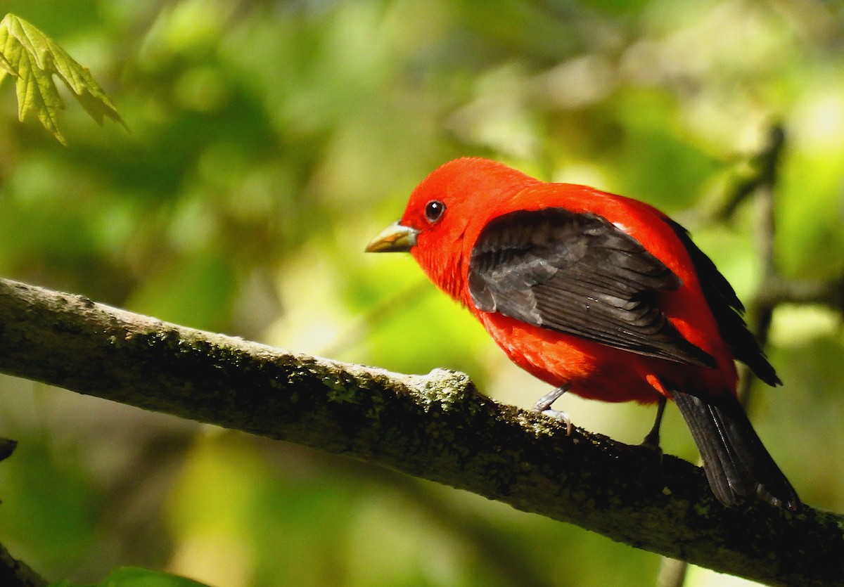 Scarlet Tanager - ML515276601
