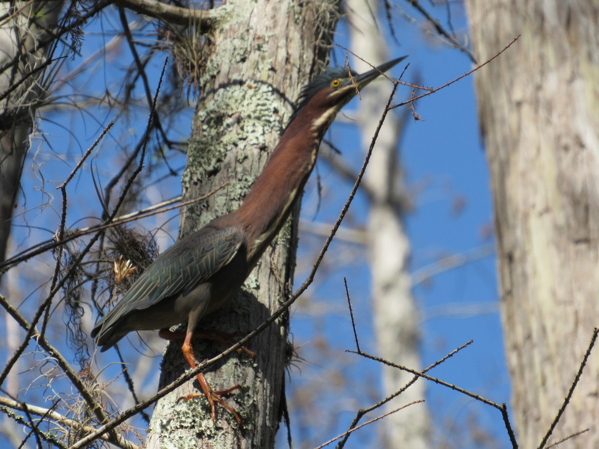 Green Heron - ML51527701