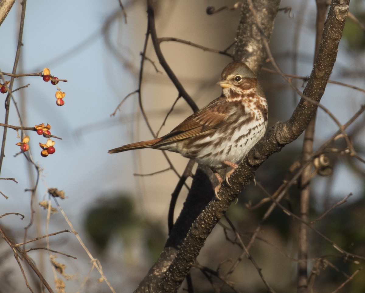 Fox Sparrow (Red) - ML515277491