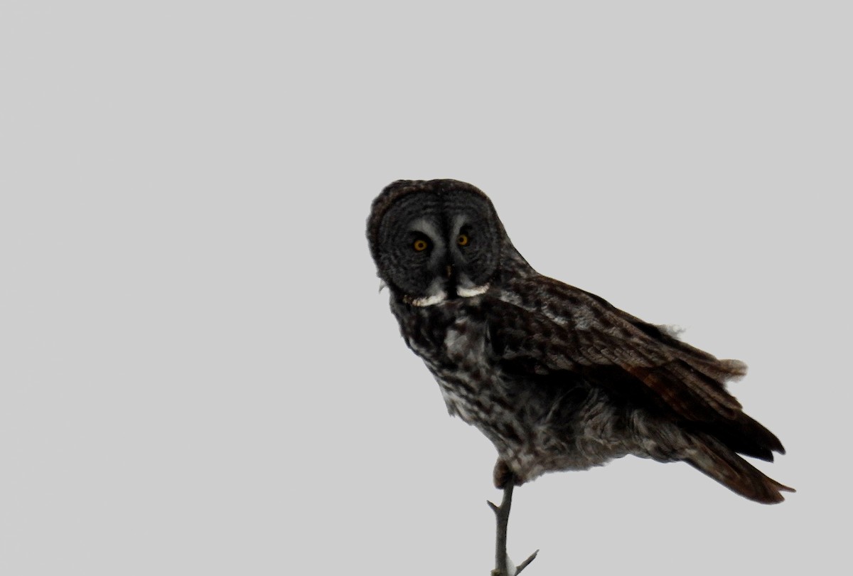 Great Gray Owl - ML515279521