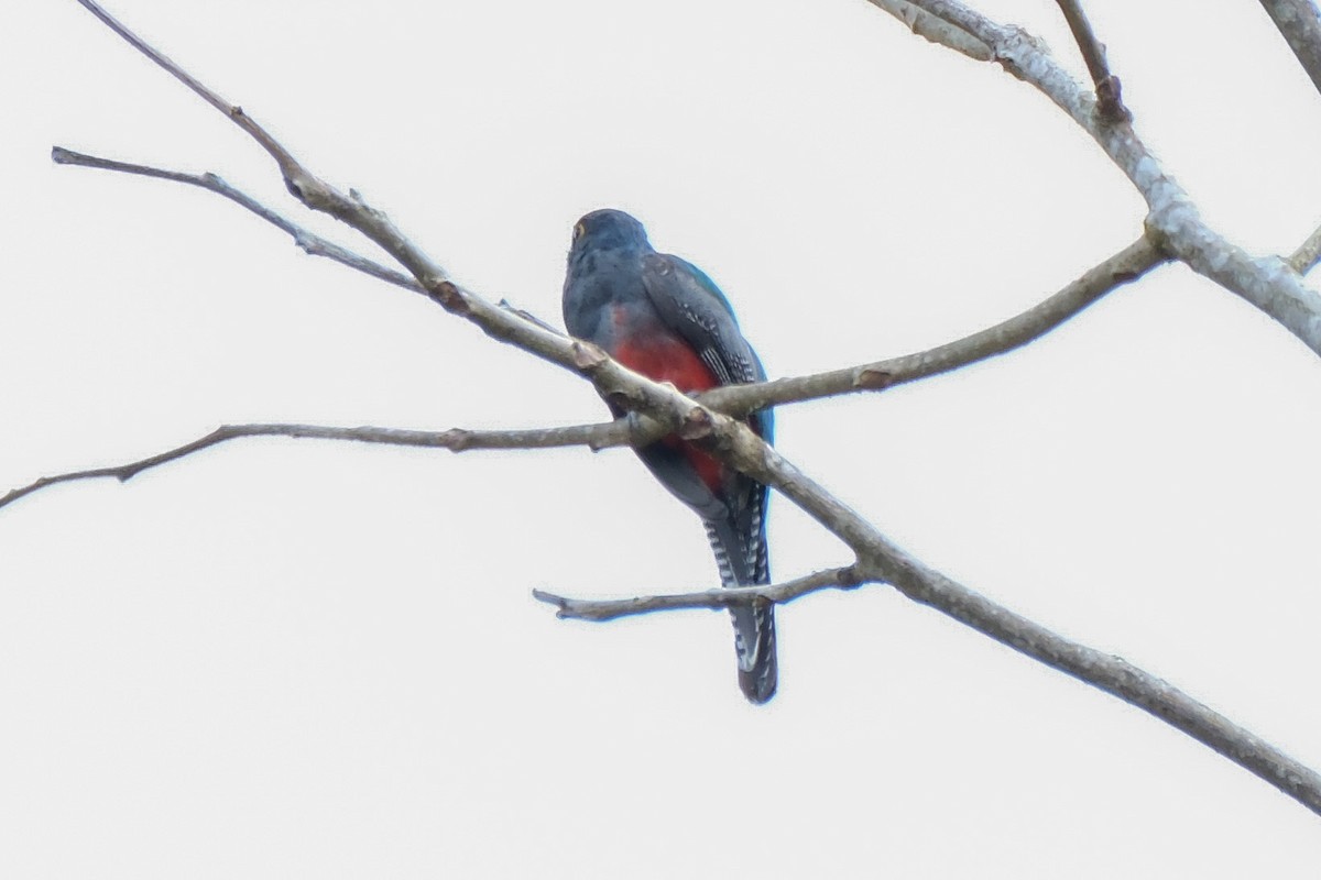 Blue-crowned Trogon - Oscar Vazquez