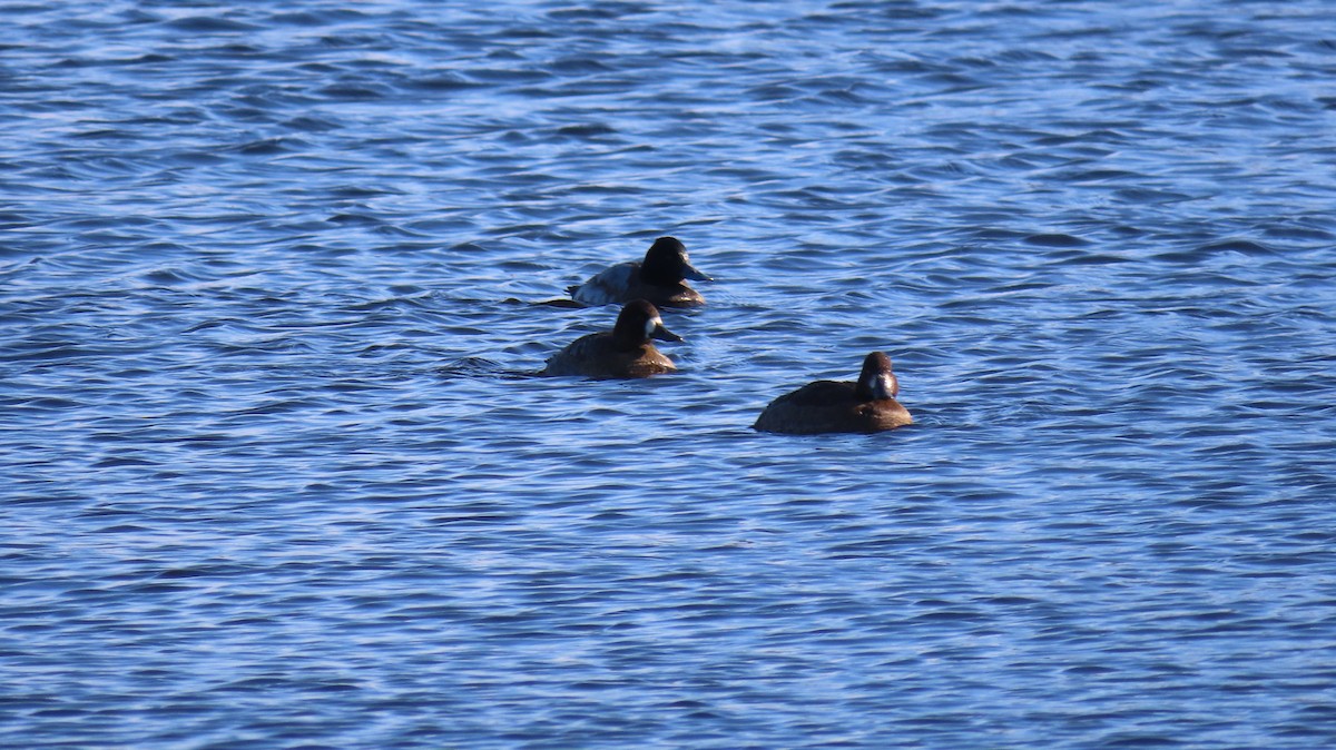 Greater Scaup - ML515280161