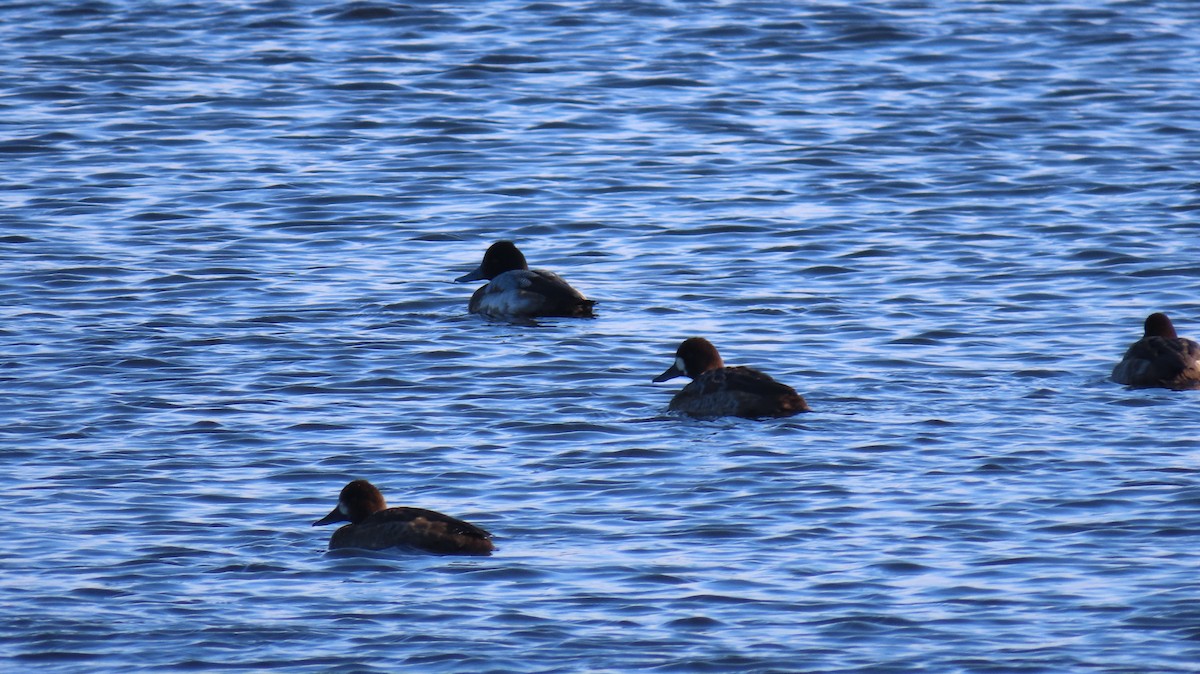 Greater Scaup - ML515280171