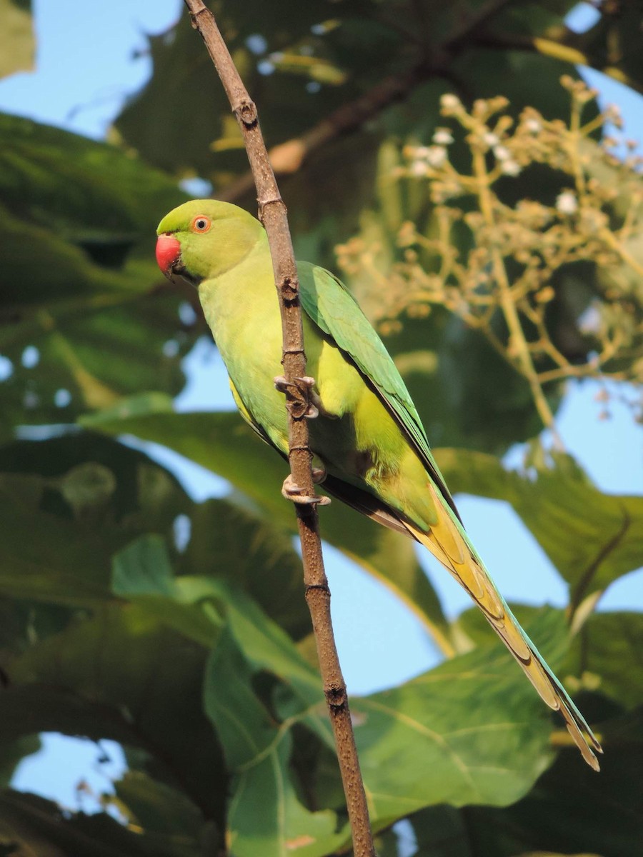 Rose-ringed Parakeet - ML515280621