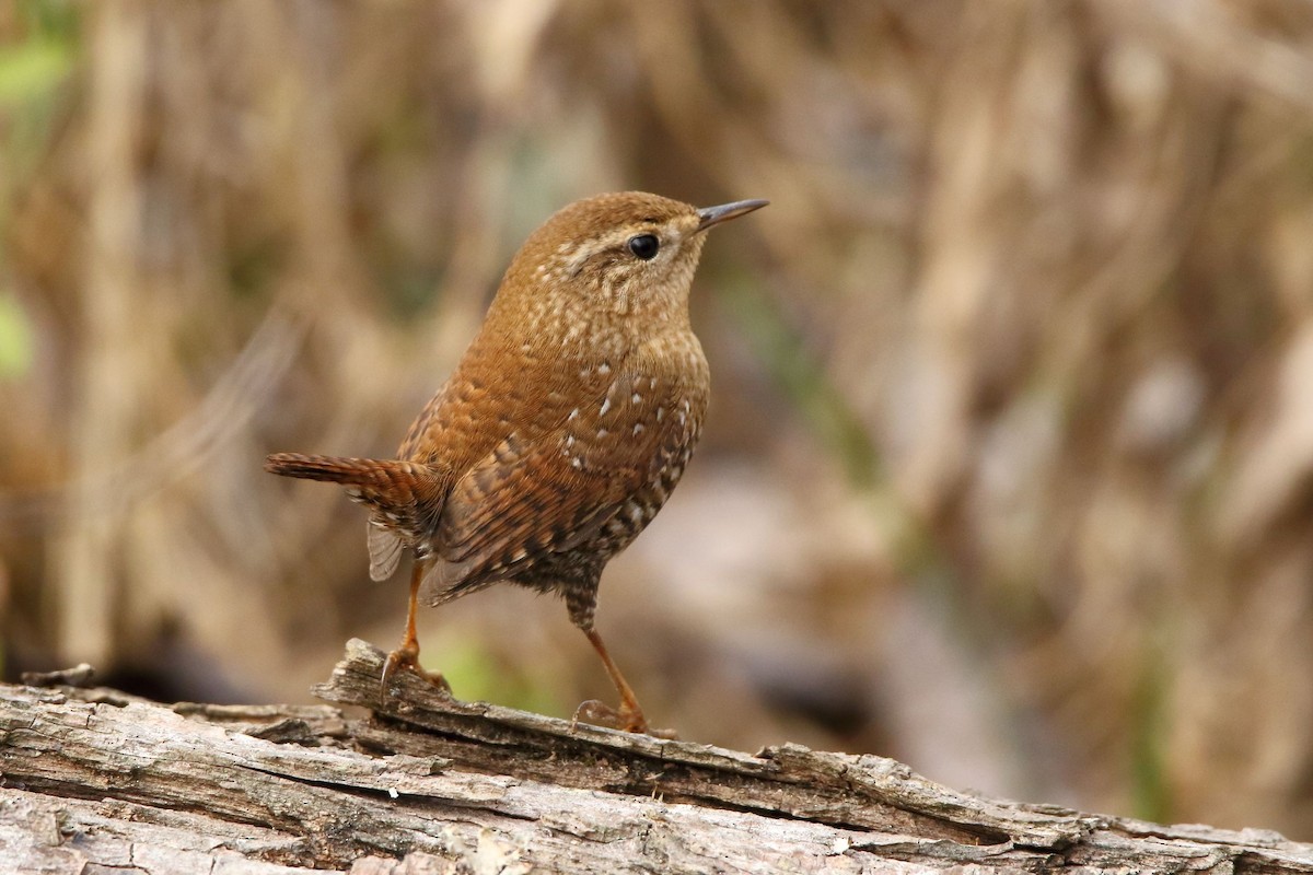 Winter Wren - ML515281581