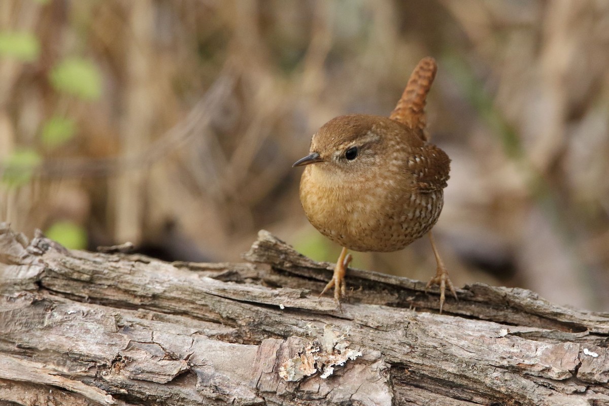 Winter Wren - ML515281591