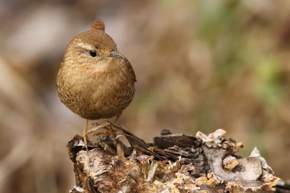 Winter Wren - ML515281611