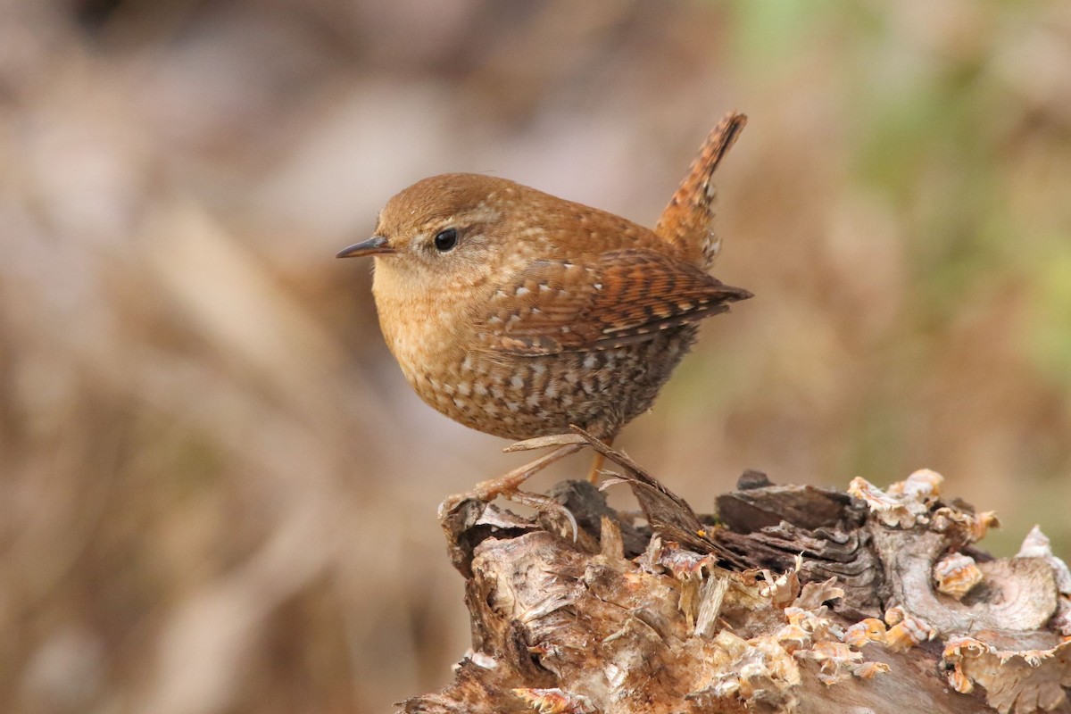 Winter Wren - ML515281621