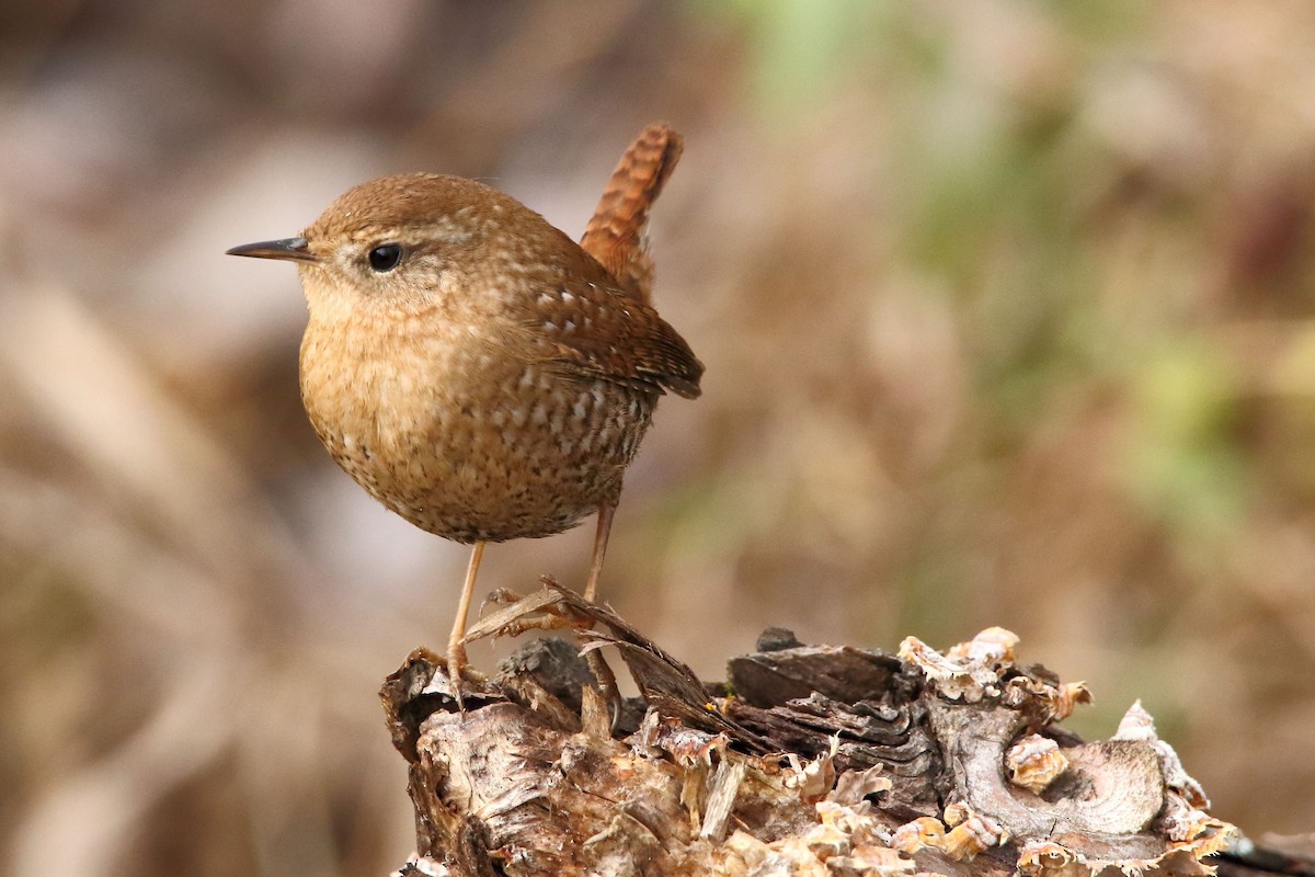 Winter Wren - ML515281631