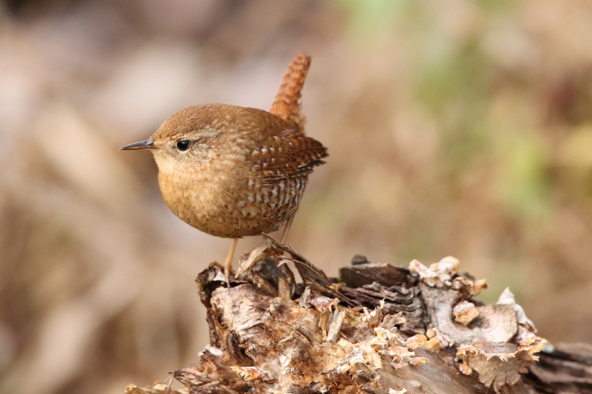 Winter Wren - ML515281641
