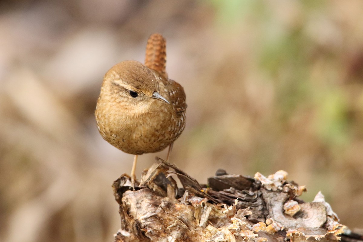Winter Wren - ML515281651