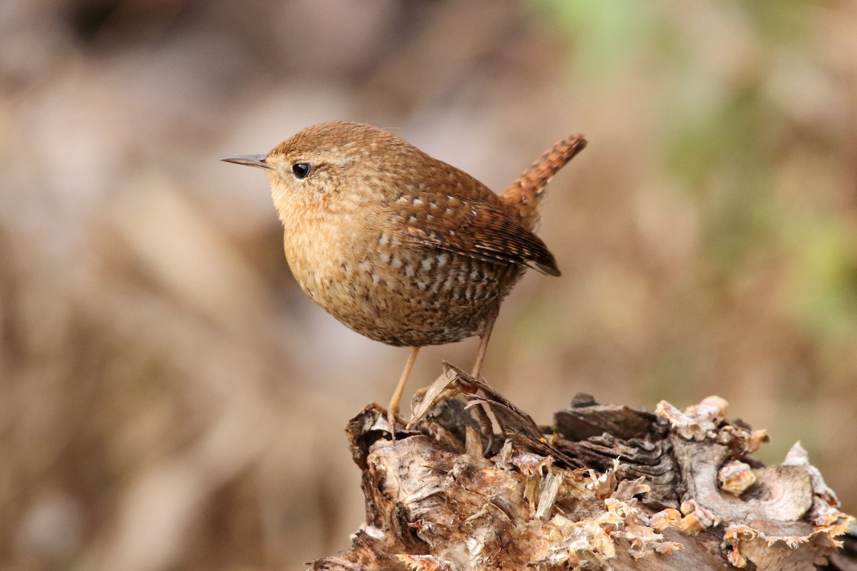 Winter Wren - ML515281661
