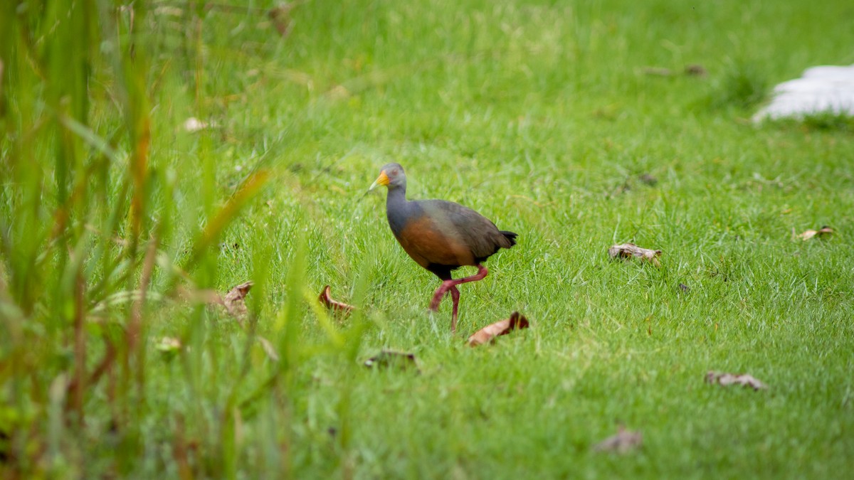 Gray-cowled Wood-Rail - Diego Murta