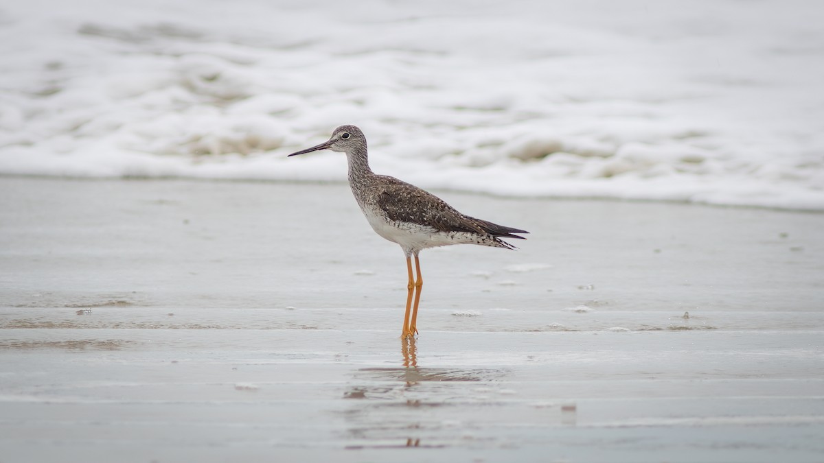 Greater Yellowlegs - ML515284581