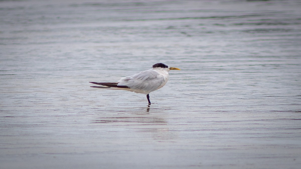 Sandwich Tern - ML515284701